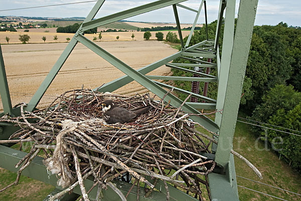 Baumfalke (Falco subbuteo)