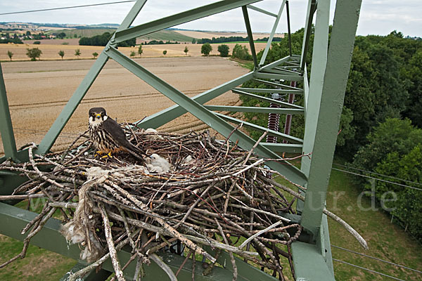 Baumfalke (Falco subbuteo)