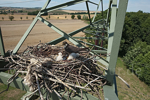 Baumfalke (Falco subbuteo)