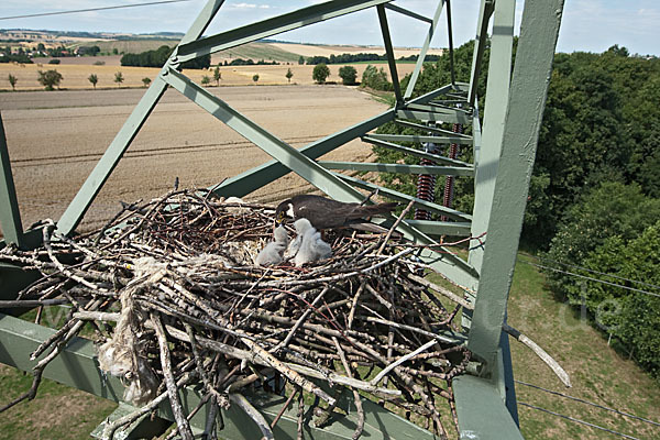 Baumfalke (Falco subbuteo)