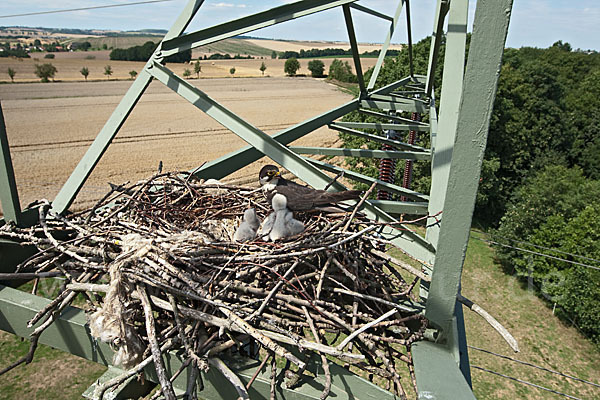 Baumfalke (Falco subbuteo)