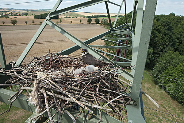 Baumfalke (Falco subbuteo)