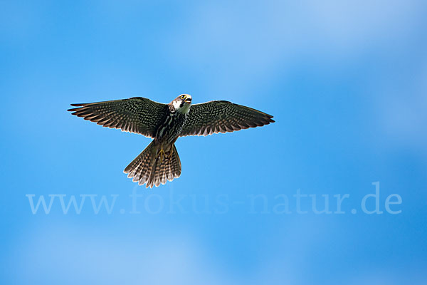 Baumfalke (Falco subbuteo)