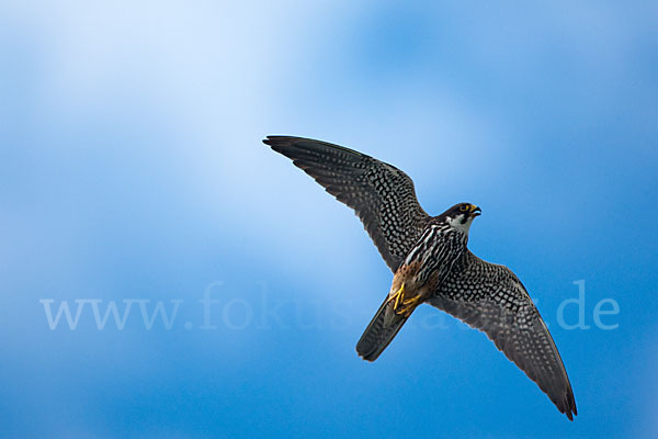 Baumfalke (Falco subbuteo)