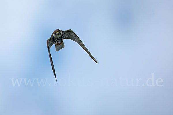 Baumfalke (Falco subbuteo)