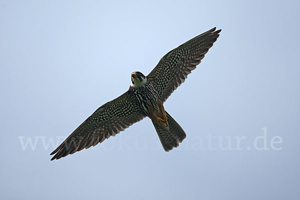 Baumfalke (Falco subbuteo)