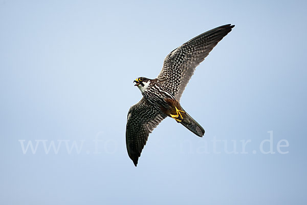 Baumfalke (Falco subbuteo)