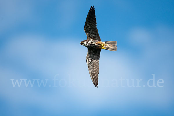 Baumfalke (Falco subbuteo)