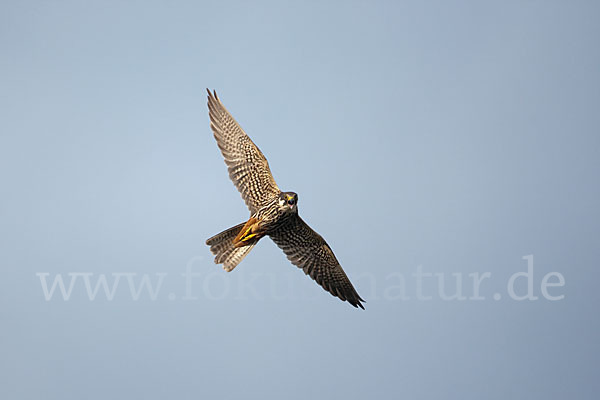 Baumfalke (Falco subbuteo)