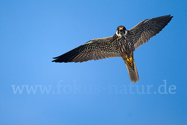 Baumfalke (Falco subbuteo)