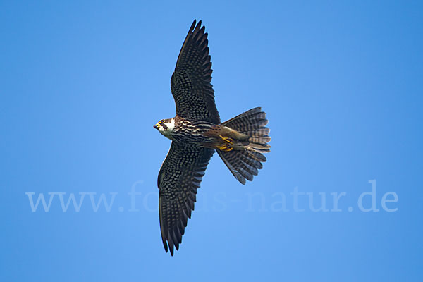 Baumfalke (Falco subbuteo)