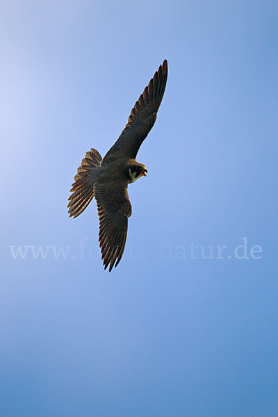 Baumfalke (Falco subbuteo)