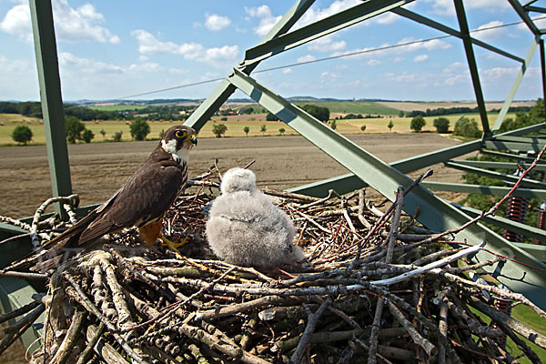 Baumfalke (Falco subbuteo)