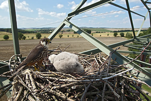 Baumfalke (Falco subbuteo)