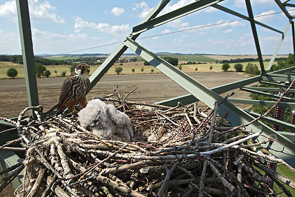 Baumfalke (Falco subbuteo)