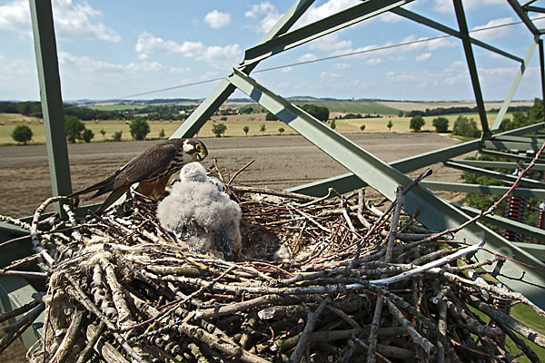 Baumfalke (Falco subbuteo)