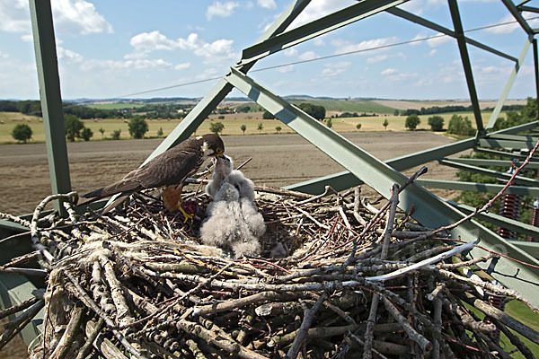 Baumfalke (Falco subbuteo)