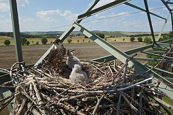 Baumfalke (Falco subbuteo)