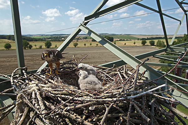 Baumfalke (Falco subbuteo)