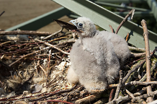 Baumfalke (Falco subbuteo)