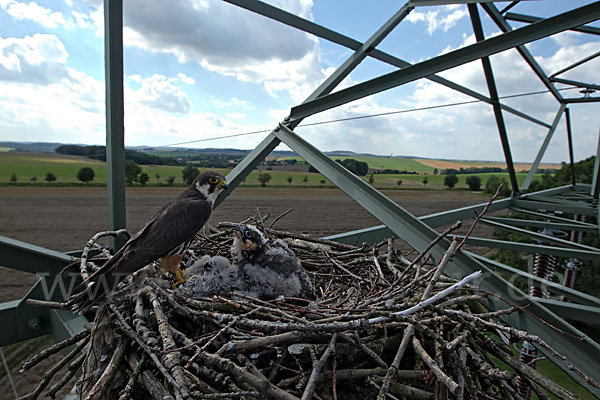 Baumfalke (Falco subbuteo)