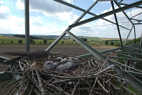 Baumfalke (Falco subbuteo)