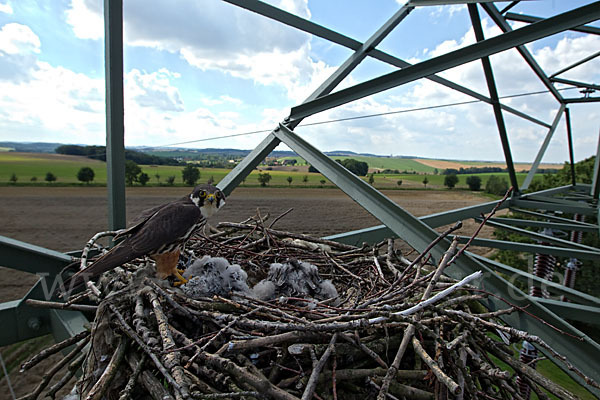 Baumfalke (Falco subbuteo)