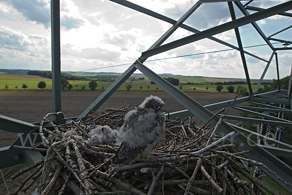 Baumfalke (Falco subbuteo)