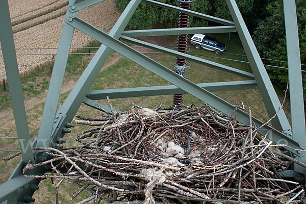 Baumfalke (Falco subbuteo)