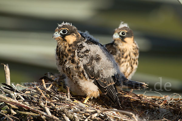 Baumfalke (Falco subbuteo)