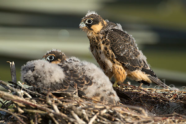 Baumfalke (Falco subbuteo)