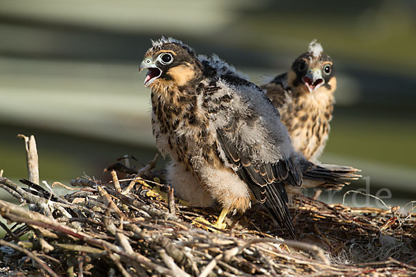 Baumfalke (Falco subbuteo)