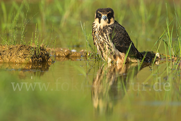 Baumfalke (Falco subbuteo)