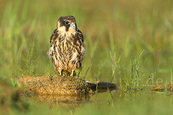 Baumfalke (Falco subbuteo)