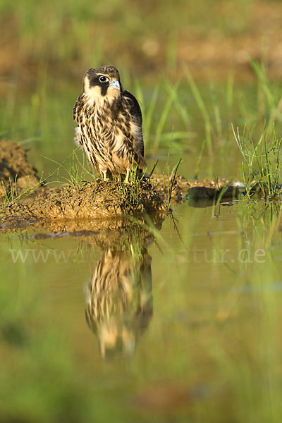 Baumfalke (Falco subbuteo)