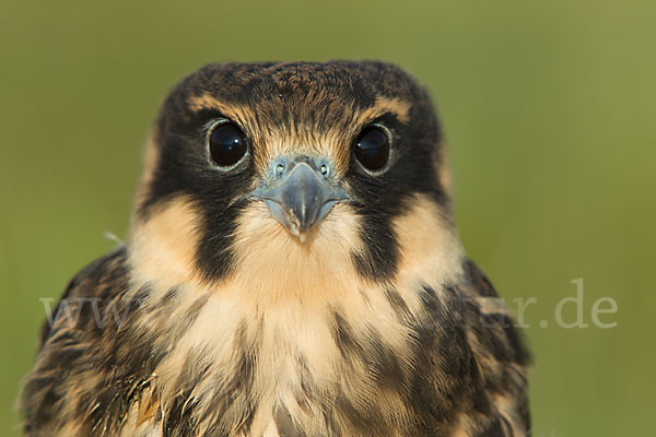 Baumfalke (Falco subbuteo)