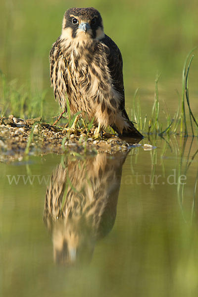 Baumfalke (Falco subbuteo)