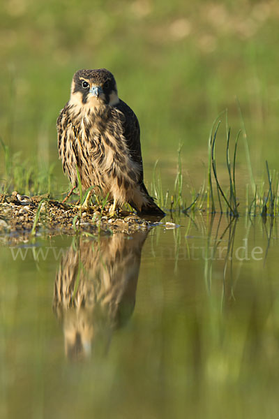 Baumfalke (Falco subbuteo)