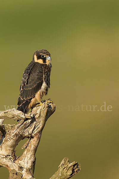 Baumfalke (Falco subbuteo)