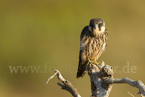 Baumfalke (Falco subbuteo)