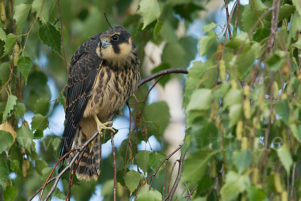 Baumfalke (Falco subbuteo)