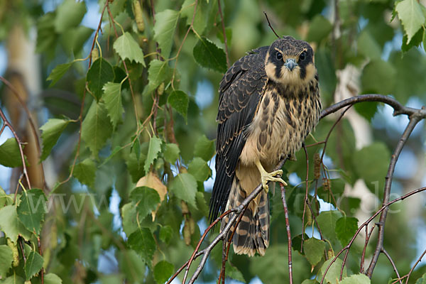 Baumfalke (Falco subbuteo)