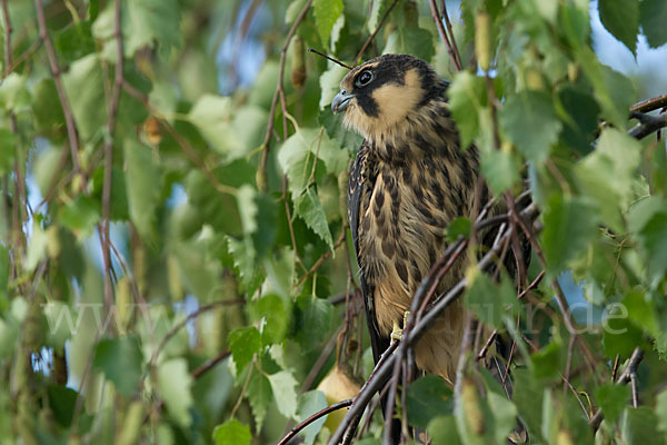 Baumfalke (Falco subbuteo)