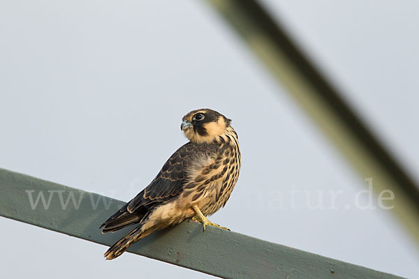 Baumfalke (Falco subbuteo)