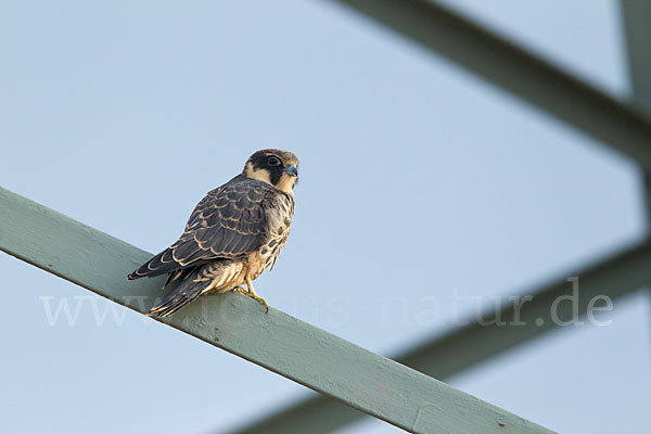 Baumfalke (Falco subbuteo)