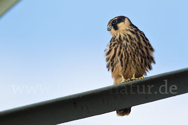 Baumfalke (Falco subbuteo)