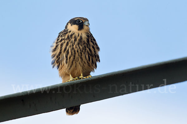 Baumfalke (Falco subbuteo)