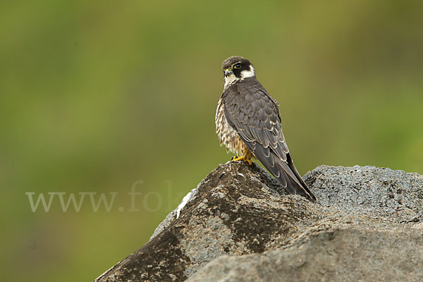 Baumfalke (Falco subbuteo)