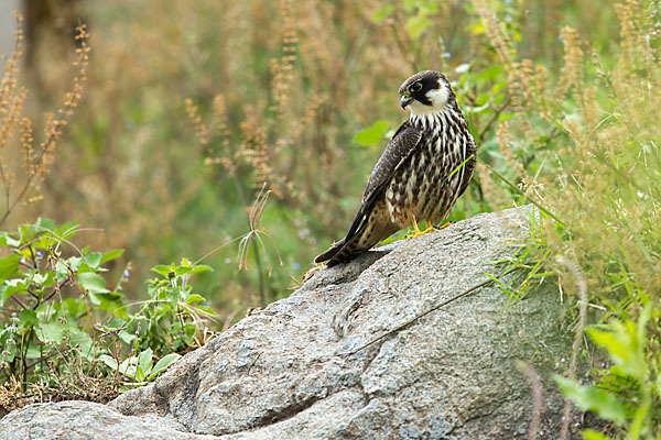 Baumfalke (Falco subbuteo)