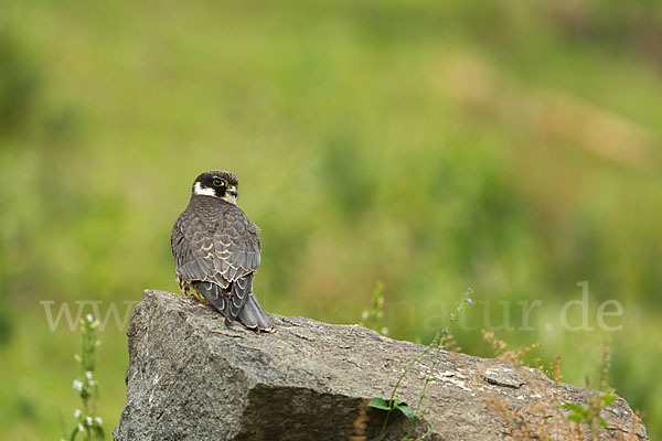 Baumfalke (Falco subbuteo)